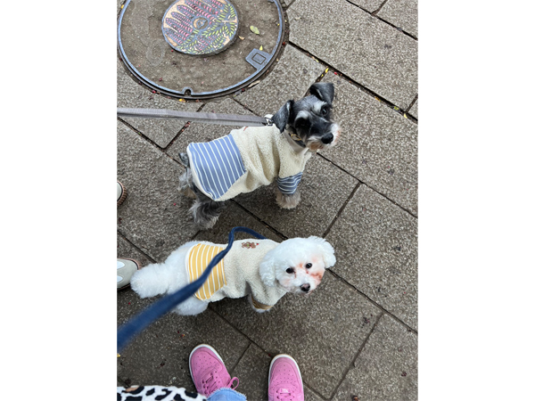 モデル犬卒業後、里親さん宅での様子♪～モアナちゃん～